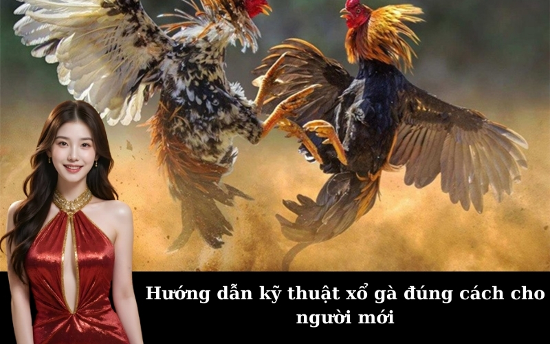 Hướng dẫn kỹ thuật xổ gà đúng cách cho người mới