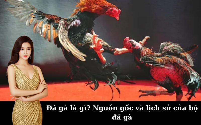 Đá gà là gì? Nguồn gốc và lịch sử của bộ đá gà
