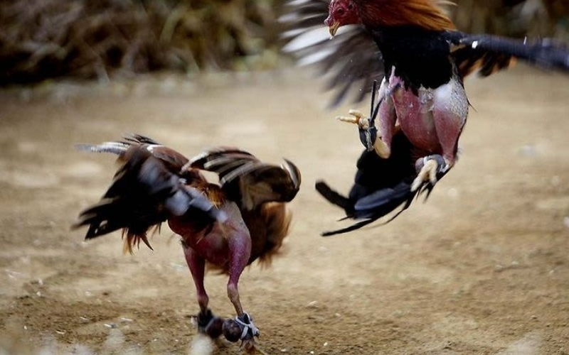 Đặc trưng văn hóa gà chọi tại các quốc gia