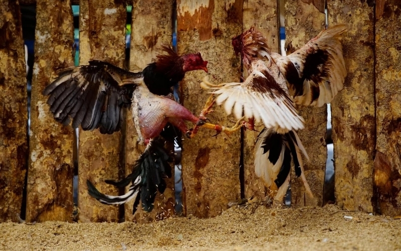 Văn hóa Gà chọi ở các nước Châu Á