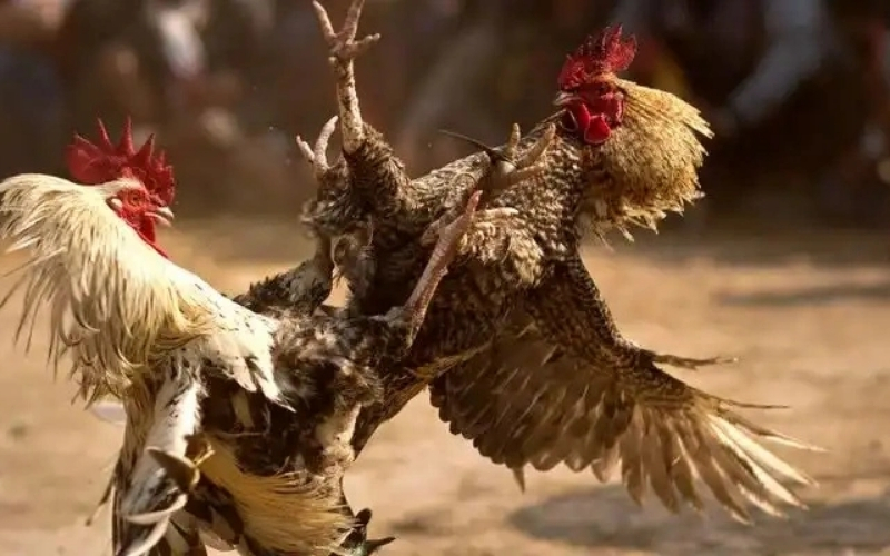 Luật Đá Gà Cựa Sắt là gì? Sự khác biệt giữa cựa sắt và cựa dao.