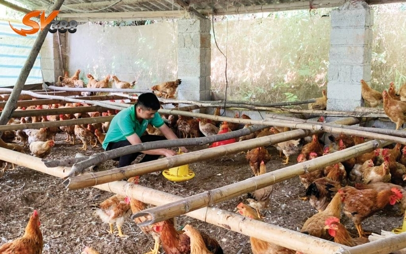 Chế độ dinh dưỡng cho gà đá