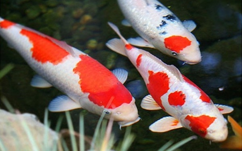 Giấc mơ thấy cá và sự sinh sôi nảy nở