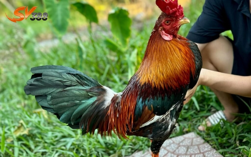 Kỹ thuật chăm sóc gà đá cho người mới bắt đầu