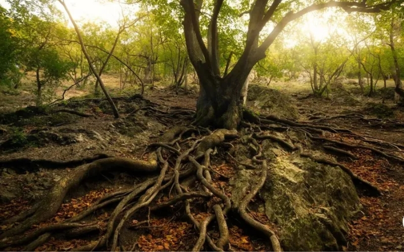 Sự thật kinh ngạc Cách các loài thực vật hỗ trợ nhau trong rừng rậm