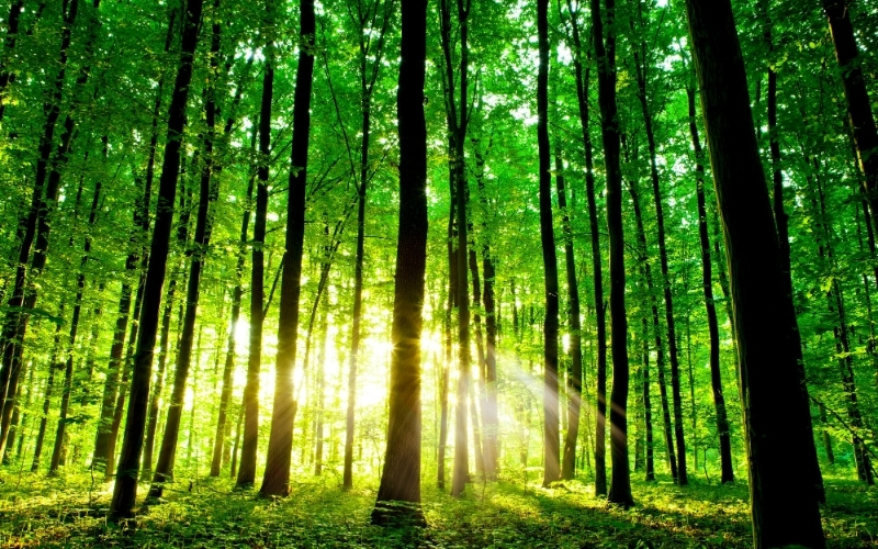 Vai trò của Cây mẹ trong việc nuôi dưỡng thế hệ sau