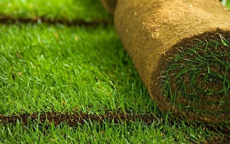 Chuẩn bị mặt cỏ tự nhiên cho các trận đại chiến